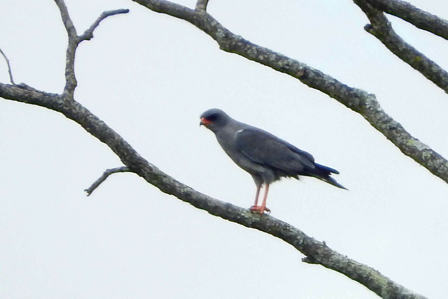 Image of Dark Chanting Goshawk