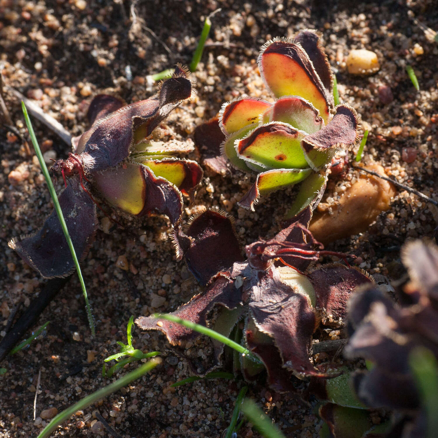 Image of Crassula fallax Friedrich