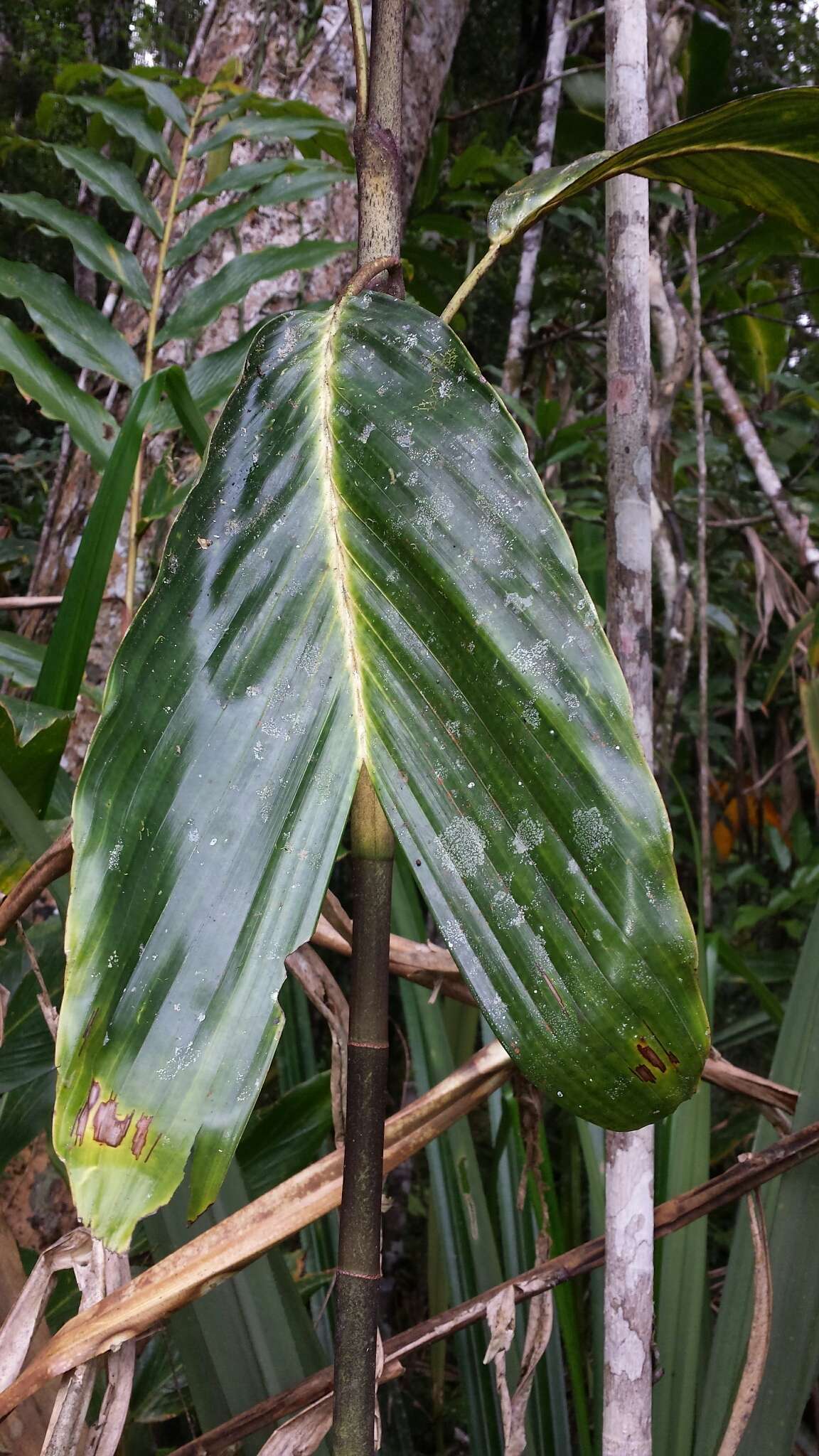 Image of Dypsis metallica Rakotoarin. & J. Dransf.