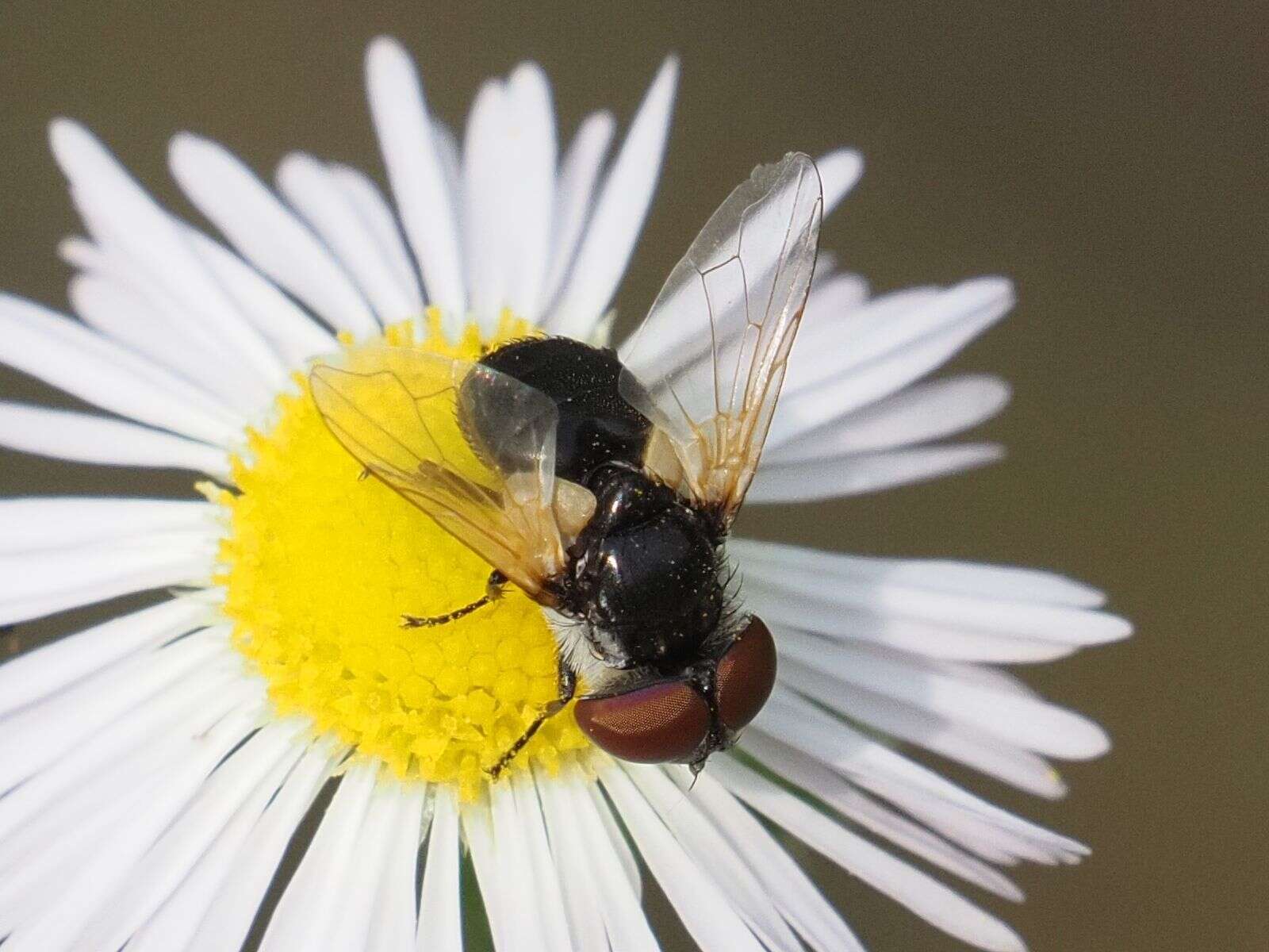 Image of Elomya lateralis (Meigen 1824)