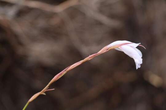 Image of Gladiolus vaginatus F. Bolus