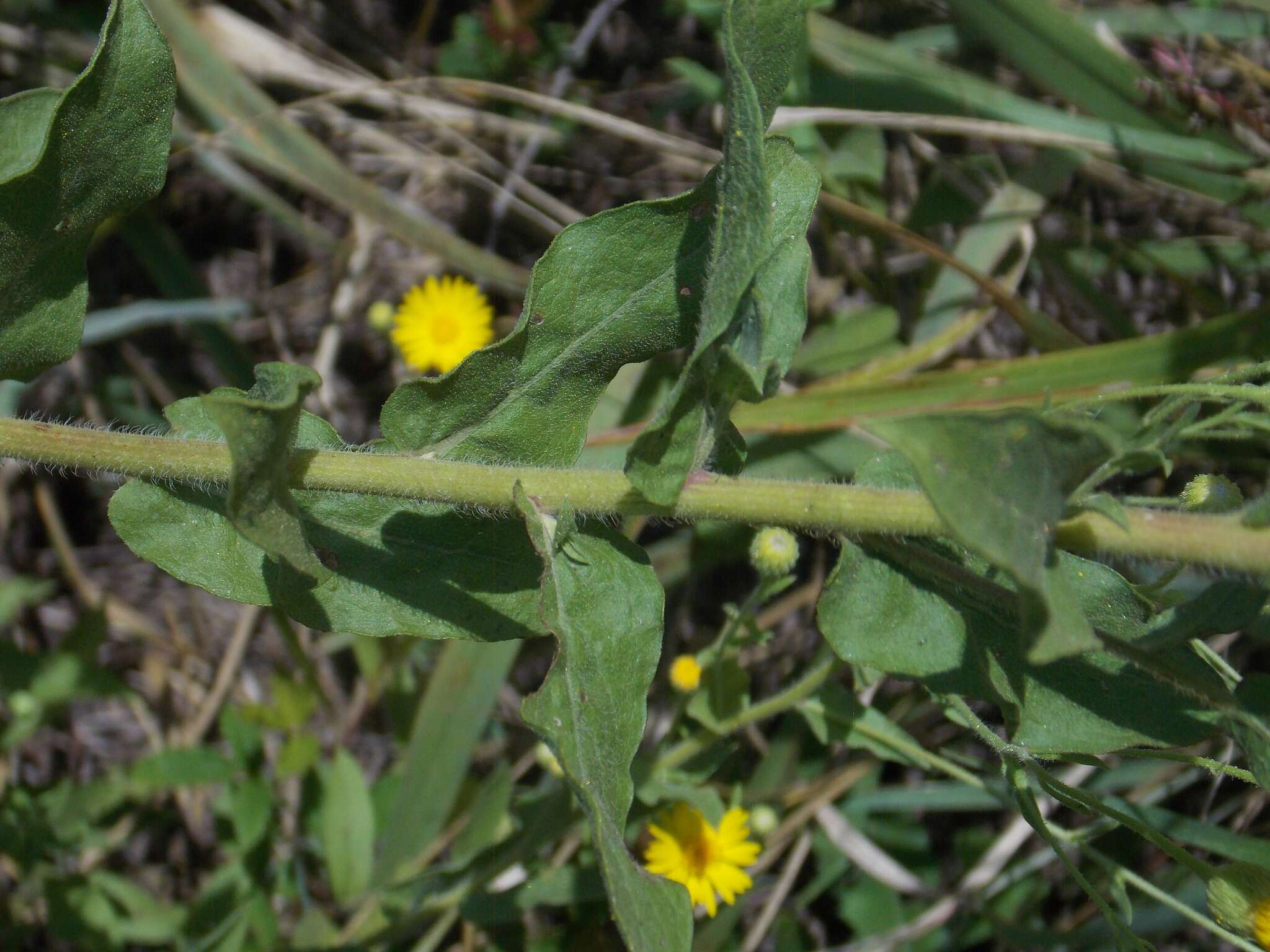 Image of Heterotheca subaxillaris subsp. latifolia (Buckley) Semple