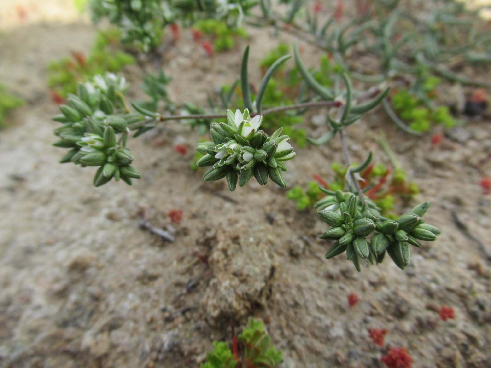 Plancia ëd Spergularia floribunda (Gay) Rohrb.