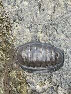 صورة Chiton stokesii Broderip 1832