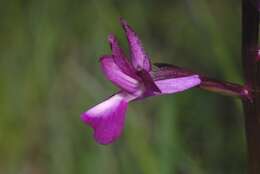 Image of Anacamptis laxiflora subsp. laxiflora