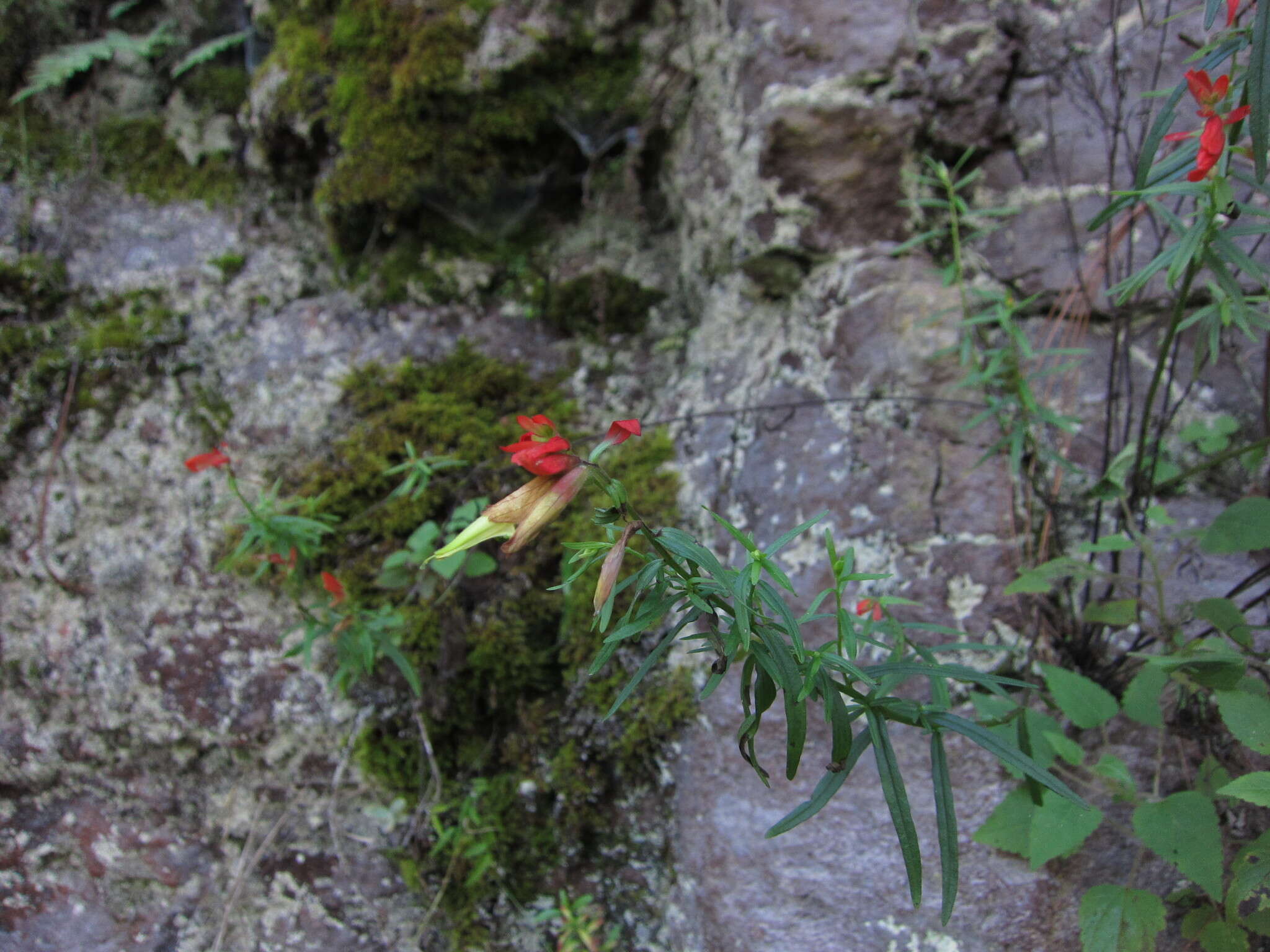 Слика од Castilleja ortegae Standley