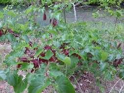 Plancia ëd Cercis canadensis var. texensis (S. Watson) M. Hopkins