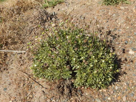 Image of Grindelia chiloensis (Cornel.) Cabrera