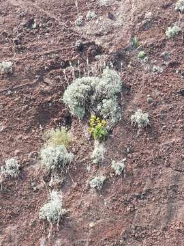 Plancia ëd Lavandula pinnata Lundmark