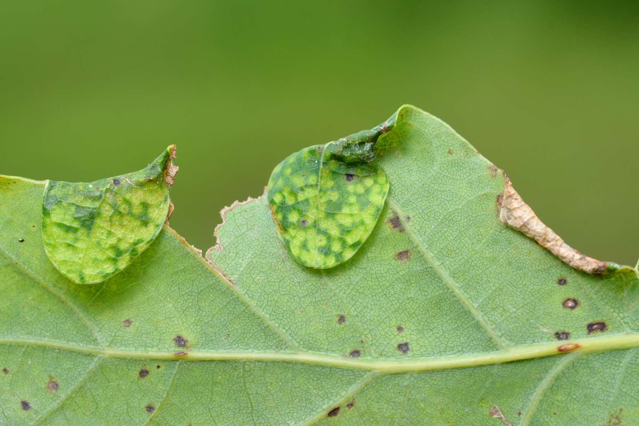 Image of <i>Macrodiplosis pustularis</i>