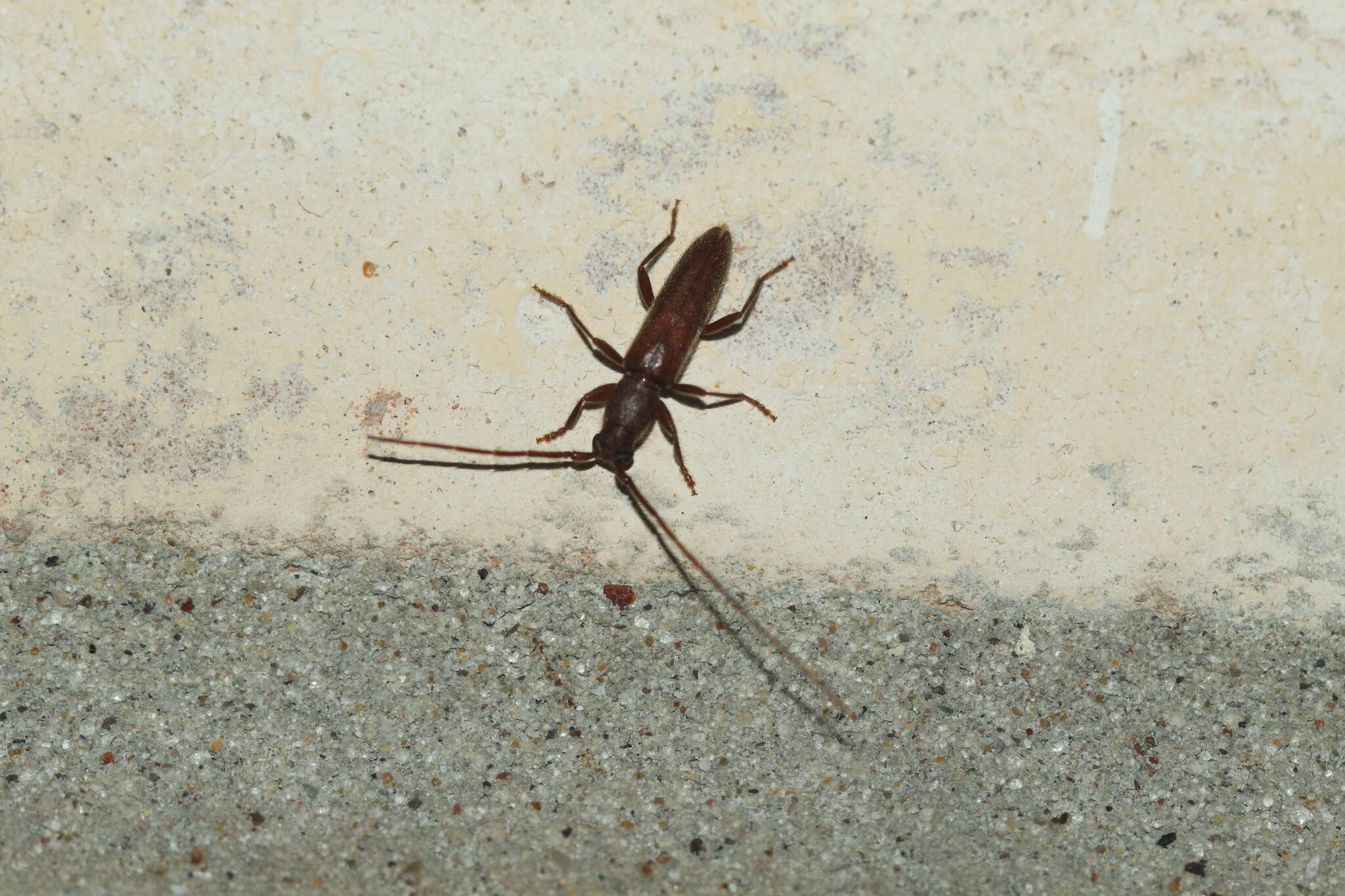 Image of Aneflomorpha tenuis (Le Conte 1854)