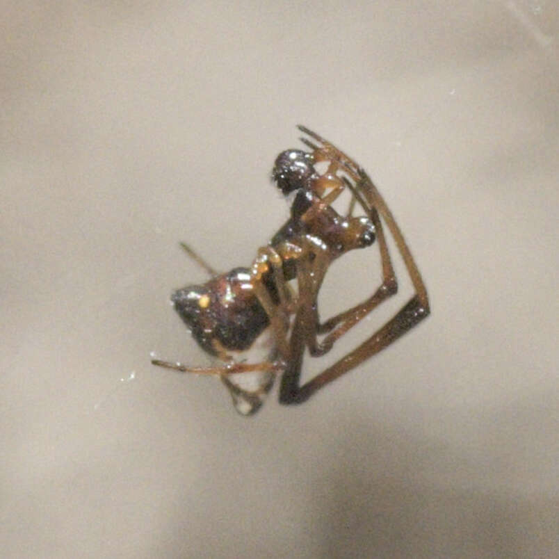 Image de Argyrodes elevatus Taczanowski 1873