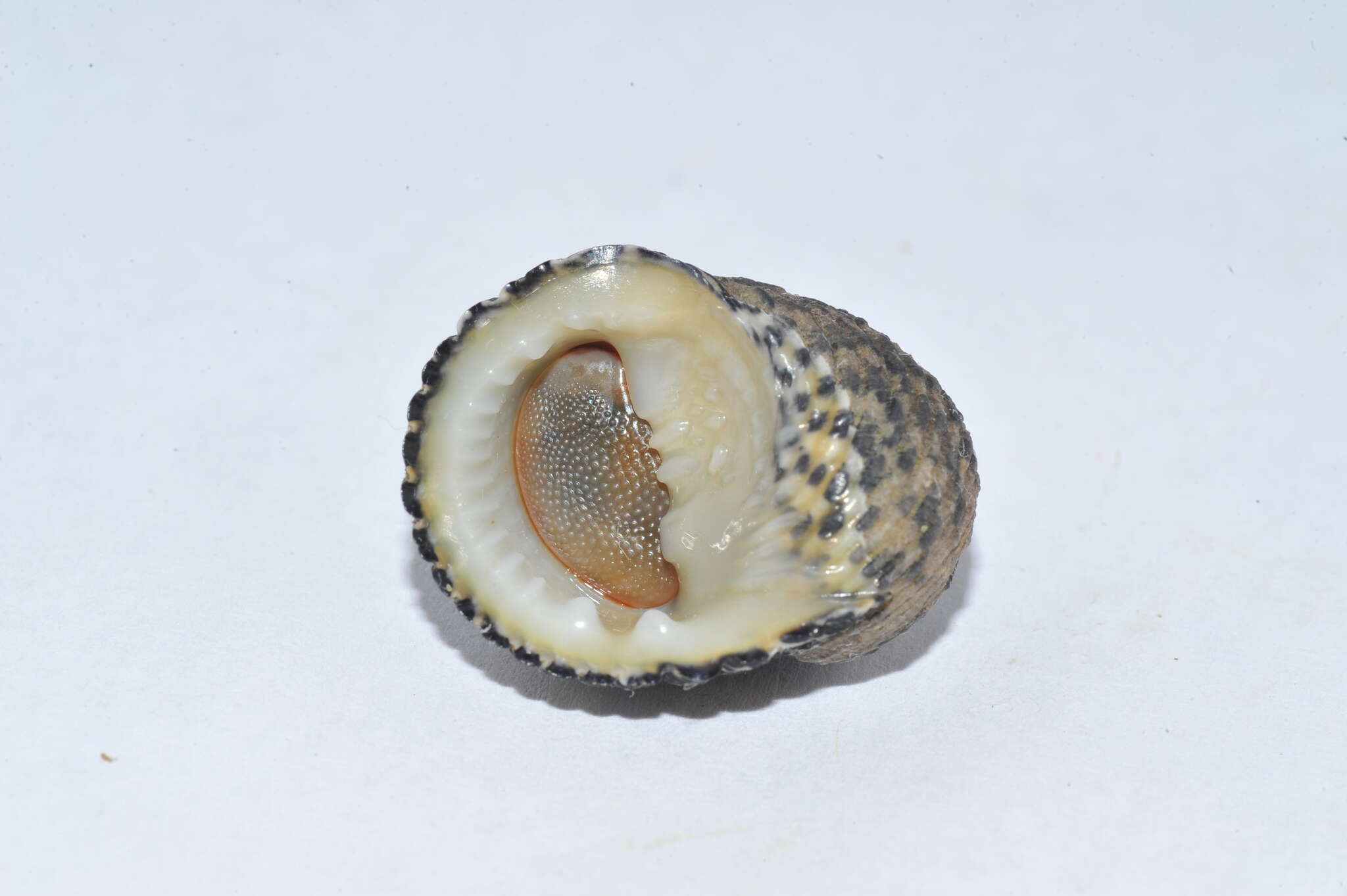 Image of Antillean nerite