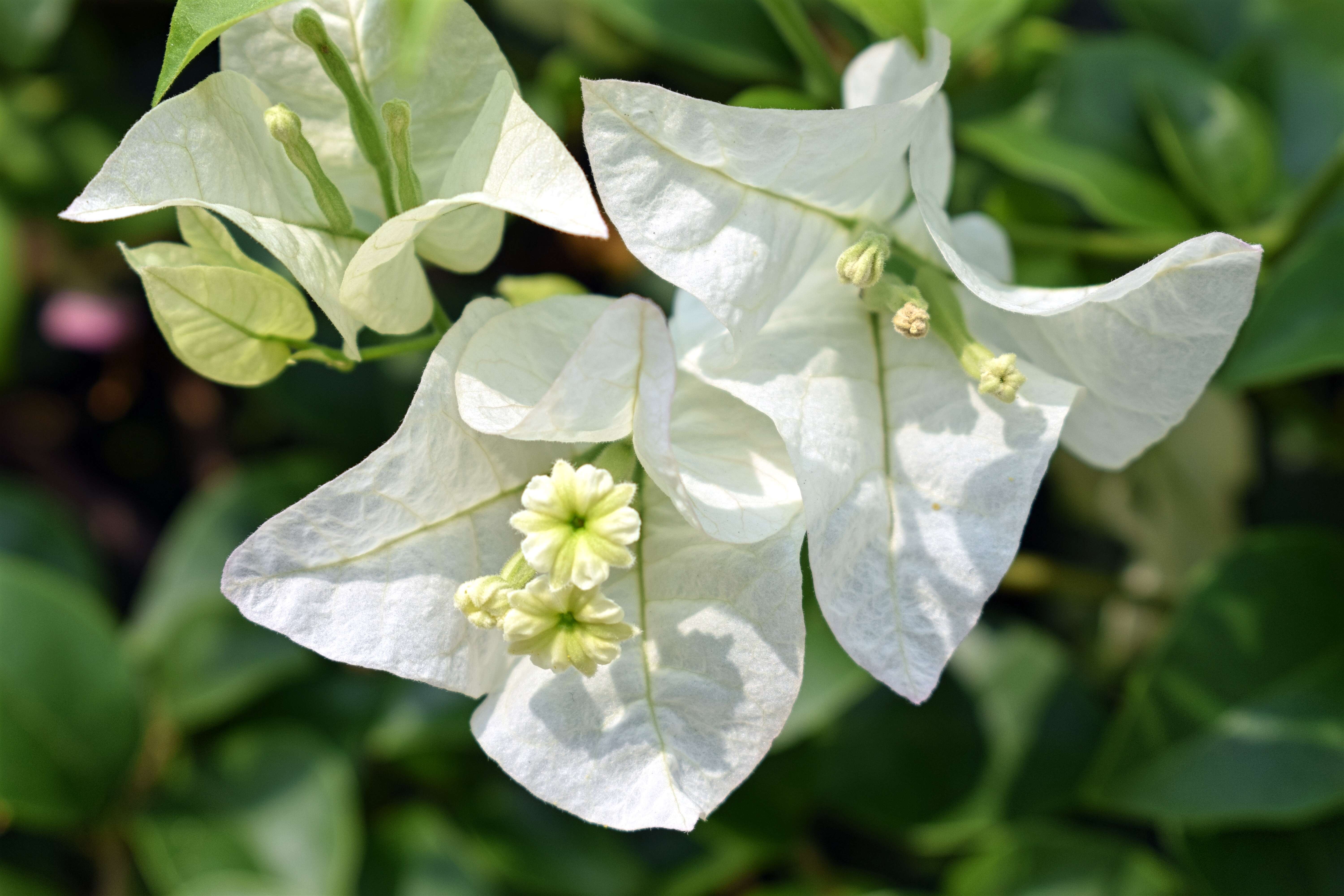 Plancia ëd Bougainvillea glabra Choisy