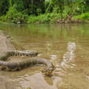 Image of Siebold's Water Snake