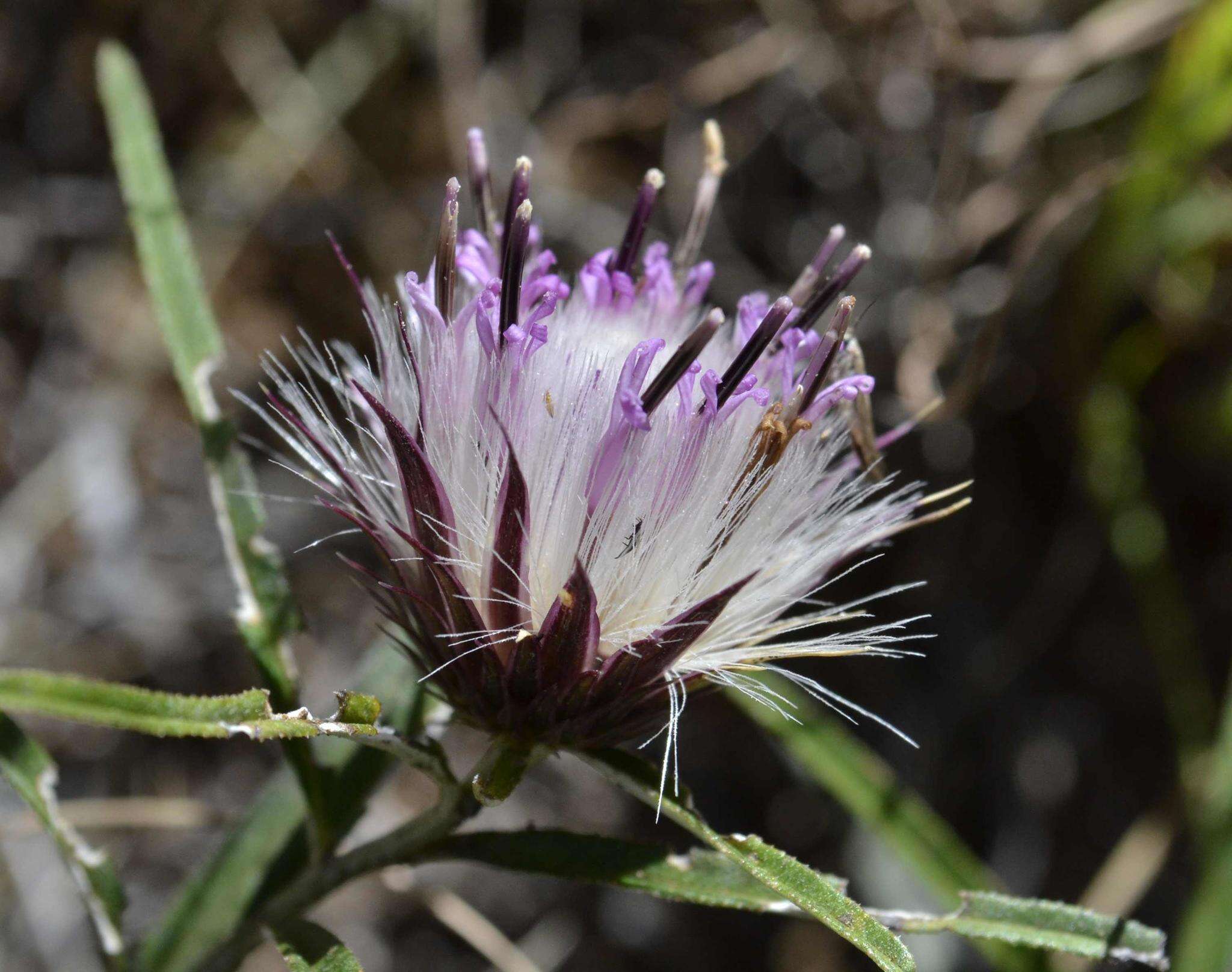 Image of Dicoma anomala subsp. anomala