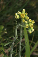 Слика од Erigeron primulifolius (Lam.) Greuter