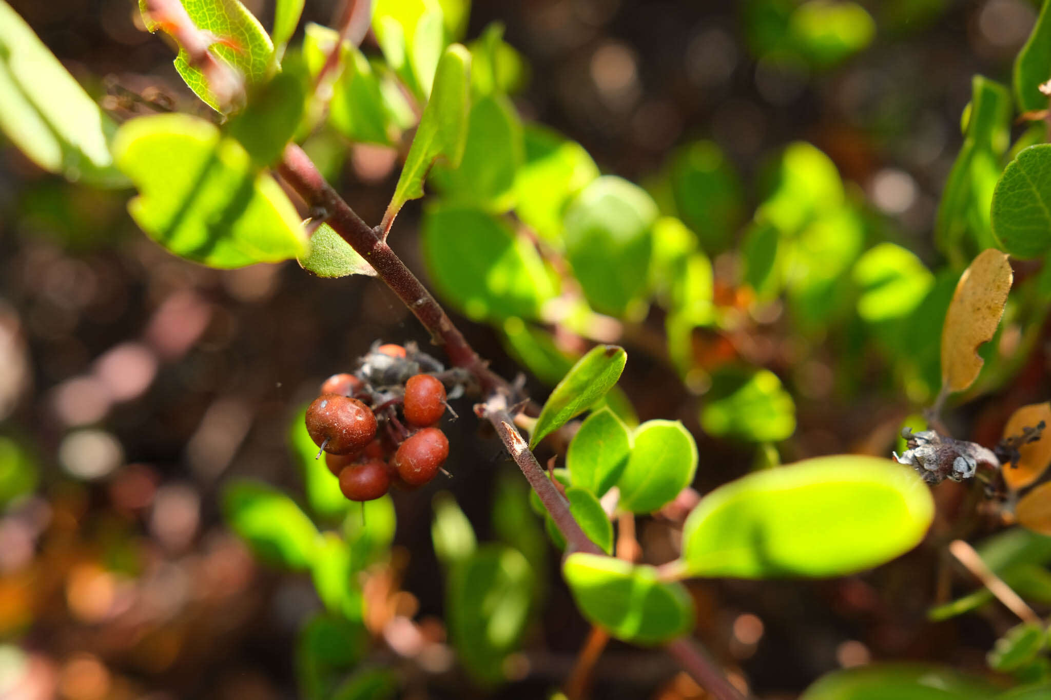 Image of Hooker's manzanita