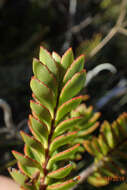 Image of Veronica macrantha Hook. fil.