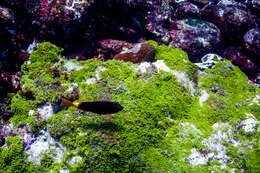 Image of Agassiz&#39;s parrotfish