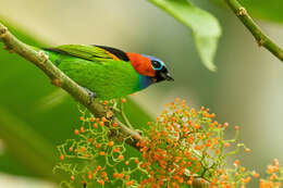 Image of Red-necked Tanager