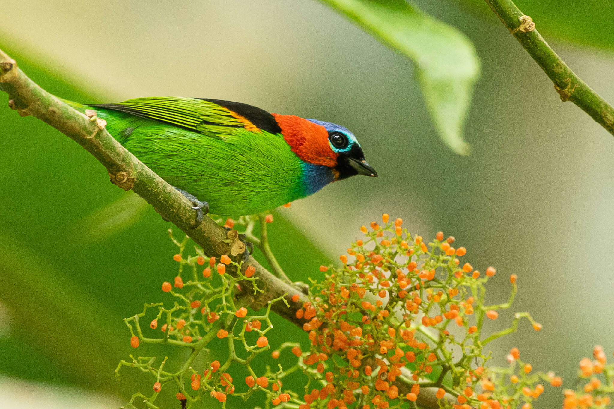 Image of Red-necked Tanager