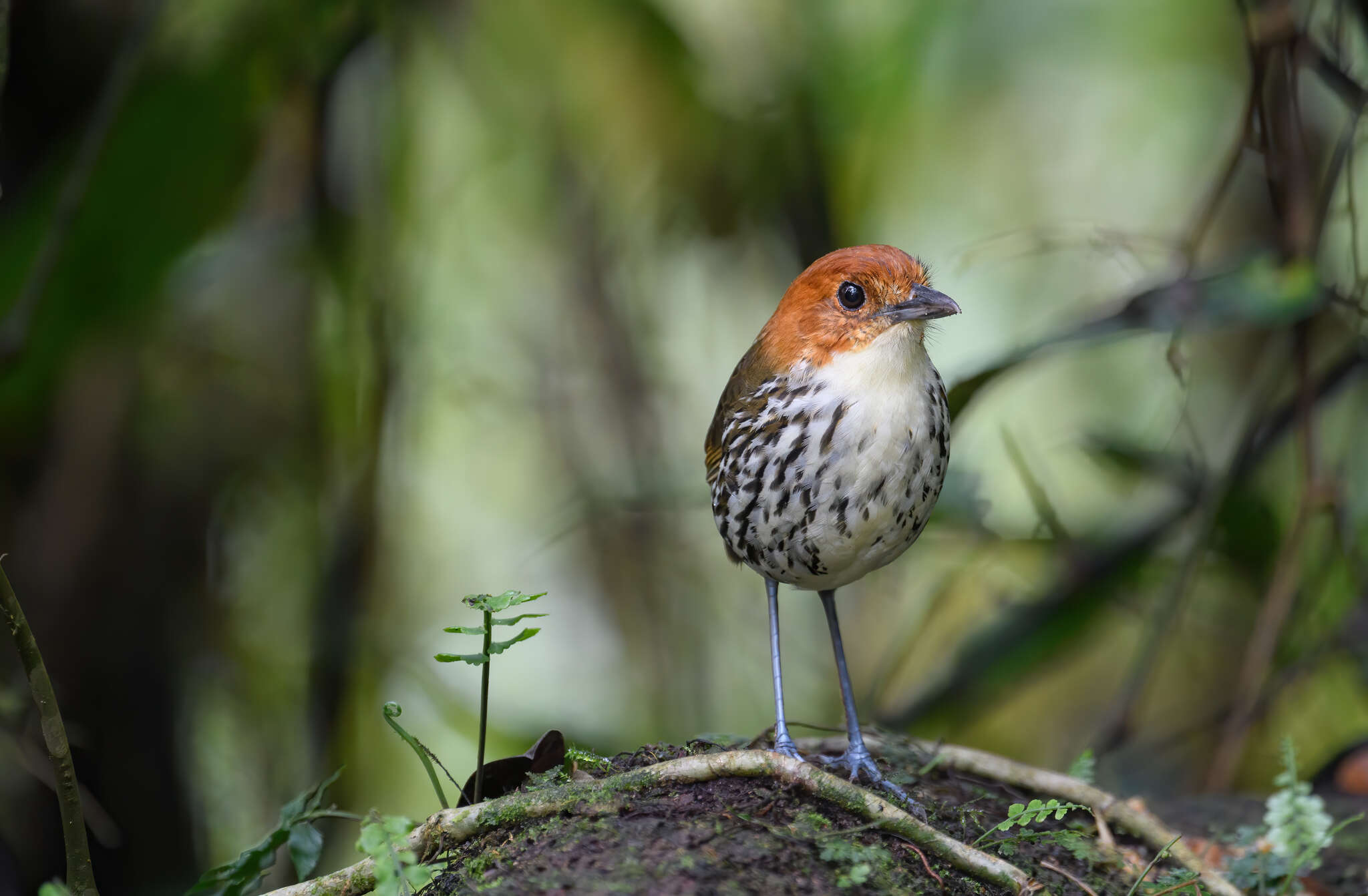 Image of Chestnut-crowned Antpitta