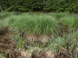 Sivun Carex elata subsp. omskiana (Meinsh.) Jalas kuva