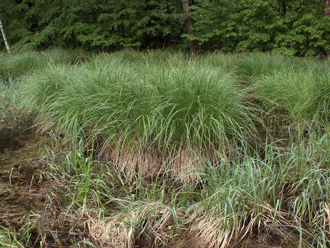 Image of Carex elata subsp. omskiana (Meinsh.) Jalas