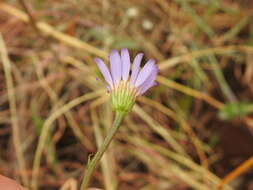 Image of Afroaster serrulatus (Harv.) J. C. Manning & Goldblatt