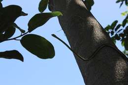 Image of Mexican Parrot Snake