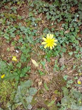 Image of Lapsana communis subsp. intermedia (M. Bieb.) Hayek