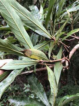 Image of Litsea acutivena Hayata