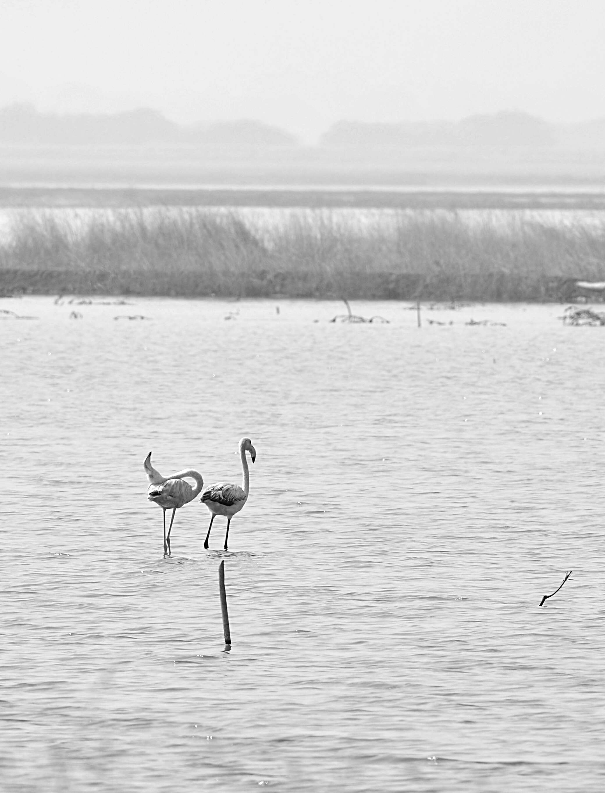 Imagem de Phoenicopterus roseus Pallas 1811