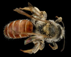 Image of Andrena andrenoides (Cresson 1878)
