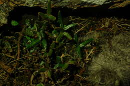 Image of Doryopteris triphylla (Lam.) Christ