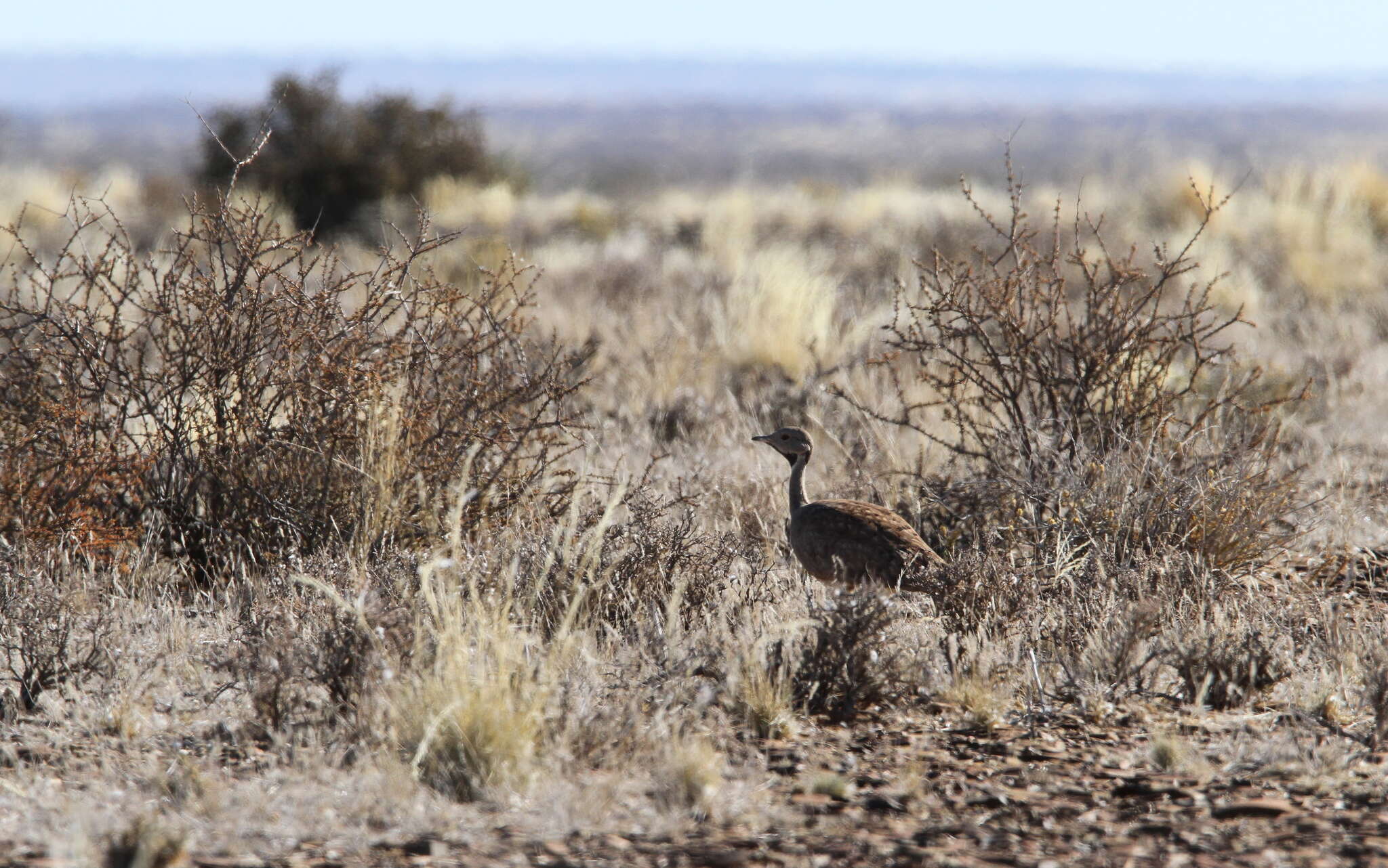 Image of Karoo Bustard