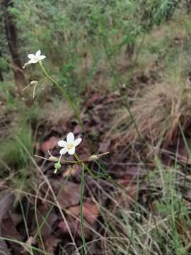 Image of Euphorbia sphaerorhiza Benth.