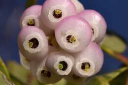 Слика од Arctostaphylos manzanita subsp. elegans (Eastw.) P. V. Wells