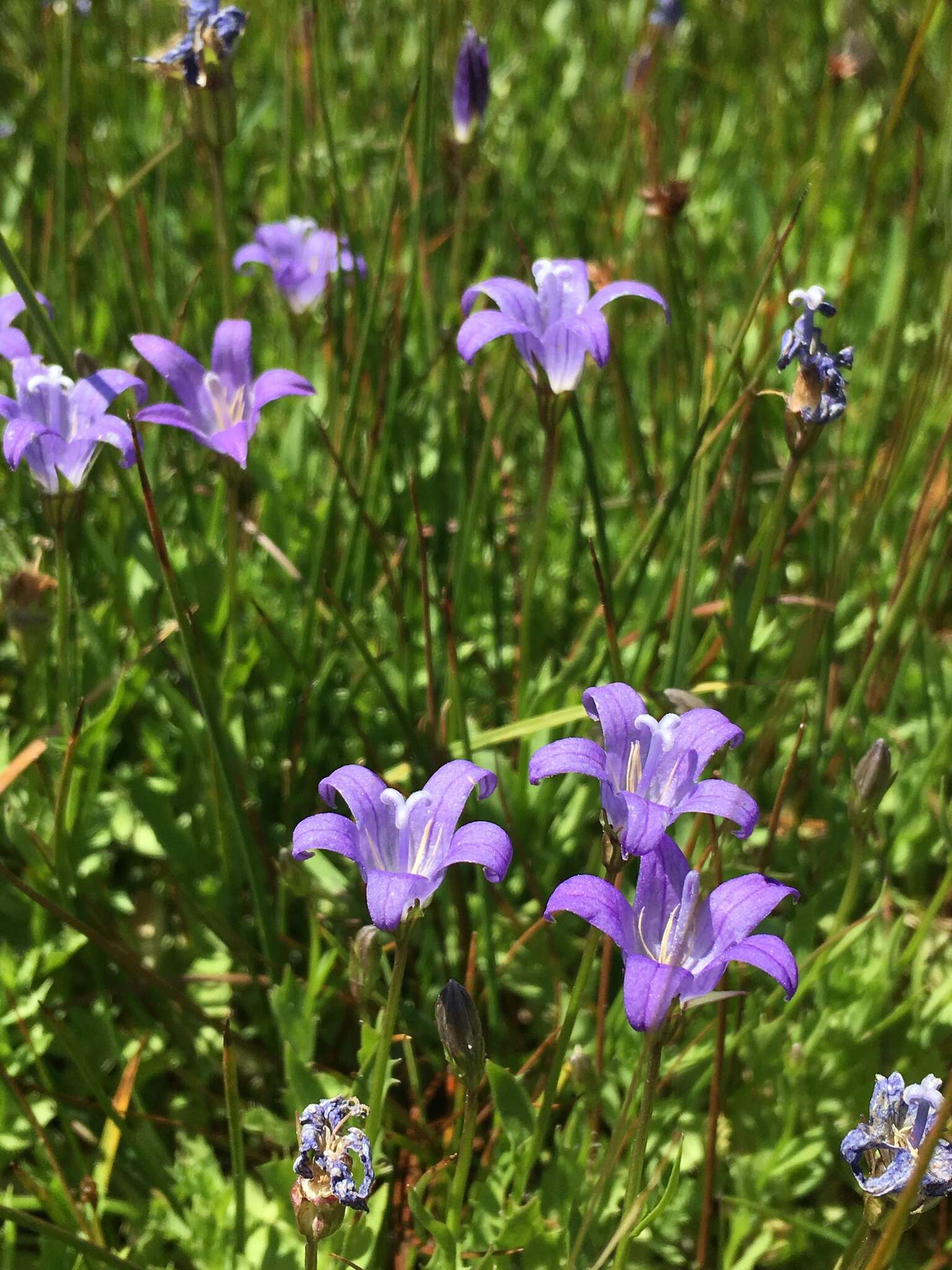 Image de Campanula wilkinsiana Greene