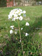 Image of Capsella grandiflora (Fauché & Chaub.) Boiss.