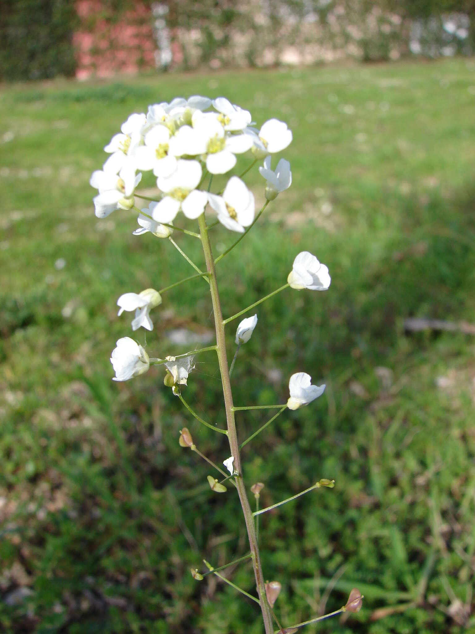 Imagem de Capsella grandiflora (Fauché & Chaub.) Boiss.