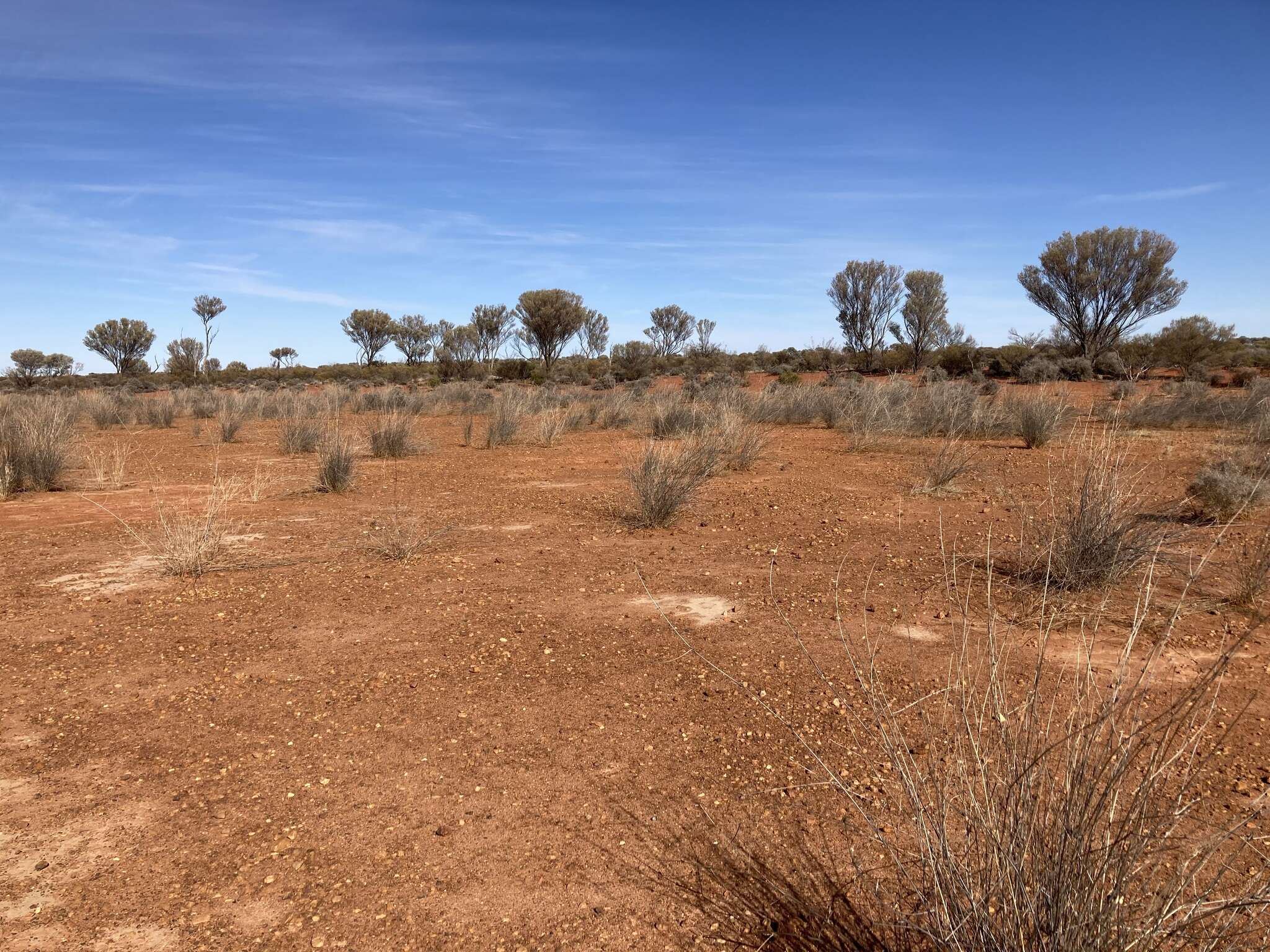 Слика од Eragrostis australasica (Steud.) C. E. Hubb.