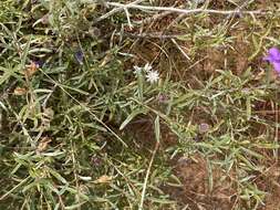 Imagem de Eremophila gilesii subsp. variabilis