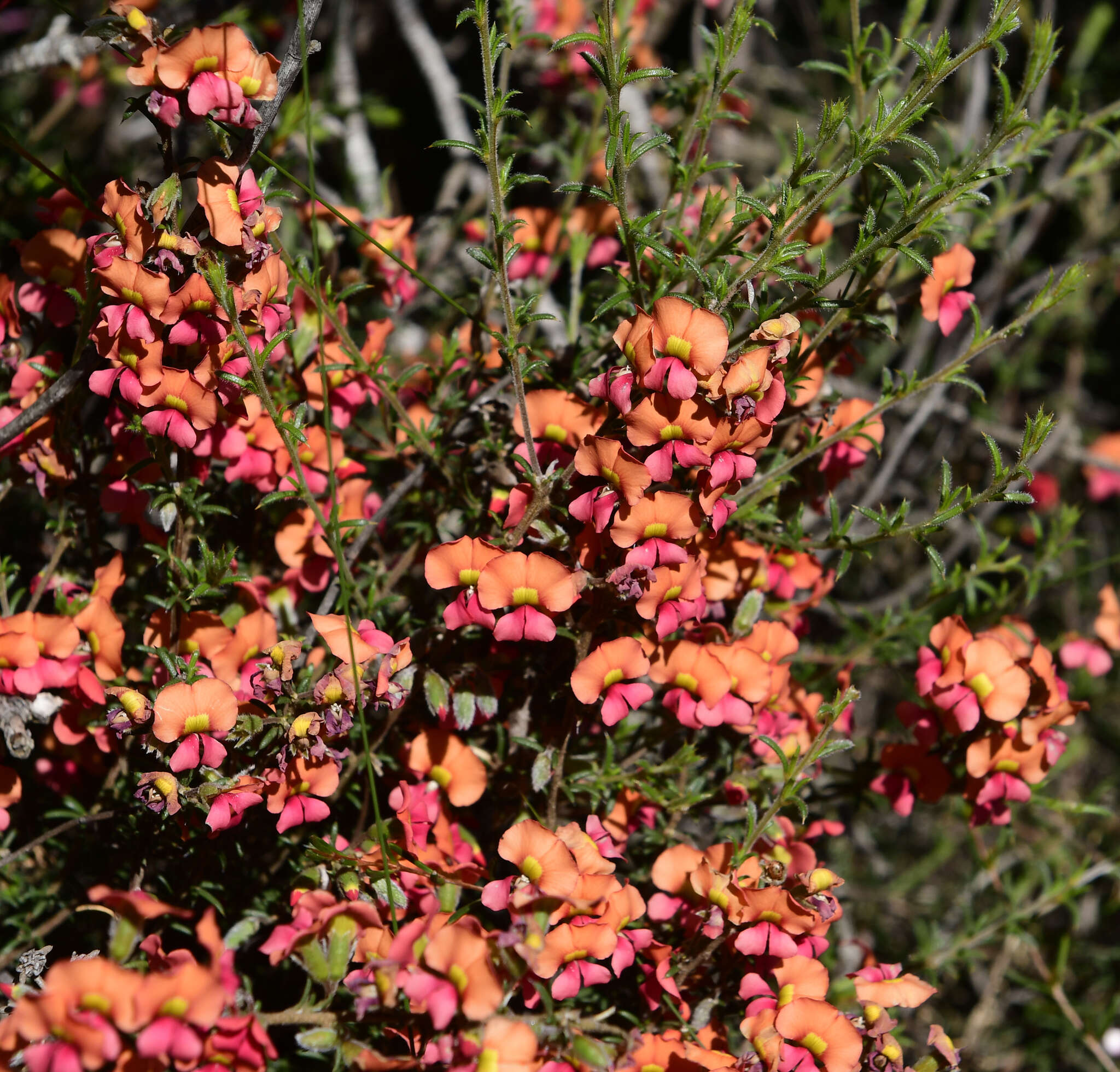 Image of Chorizema aciculare (DC.) A. W. Hill