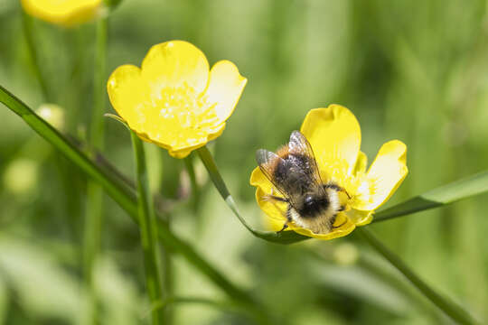 Image of Bombus pyrenaeus Pérez 1879