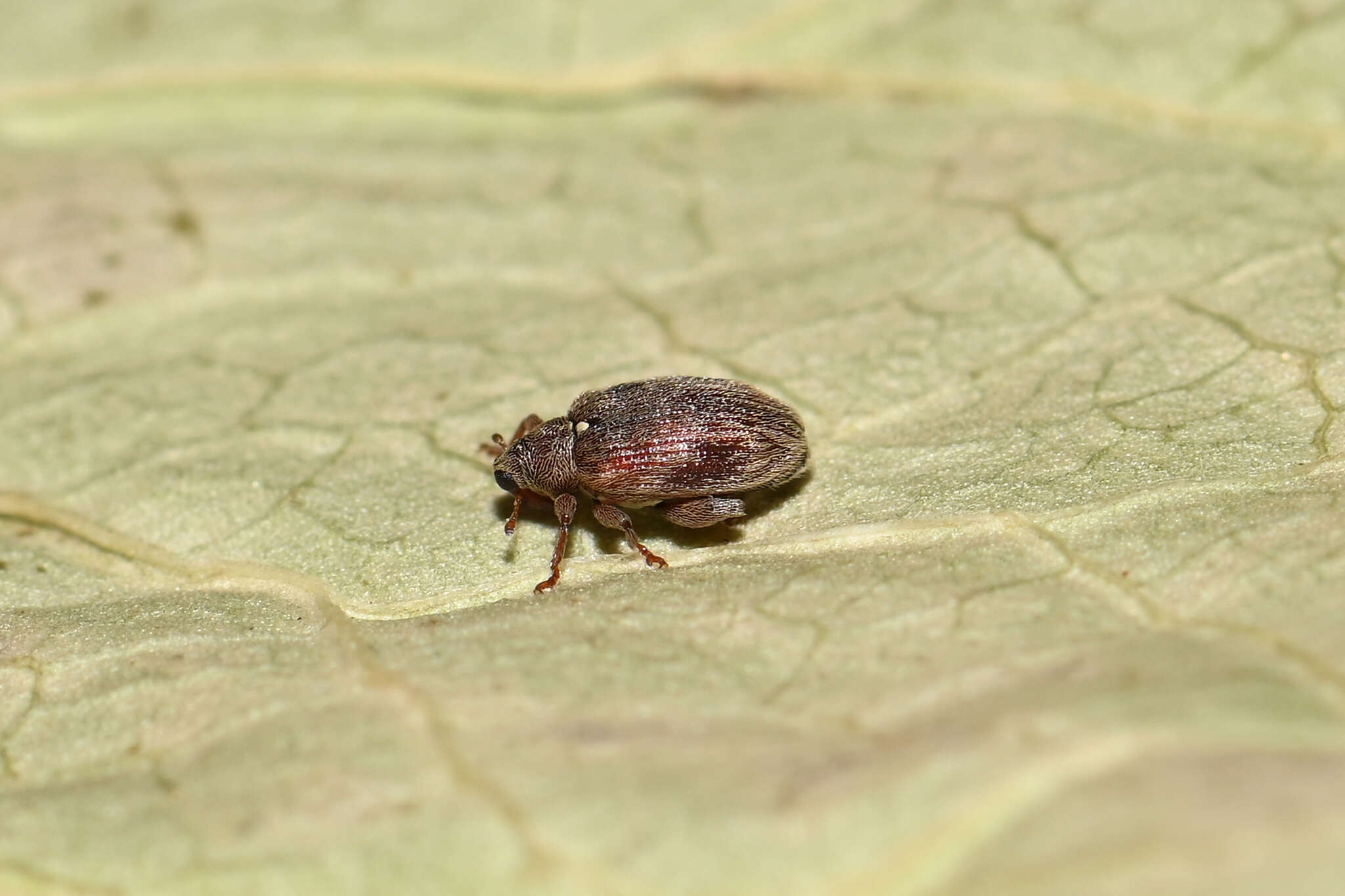 Image of Orchestes testaceus (Mueller & O. F. 1776)