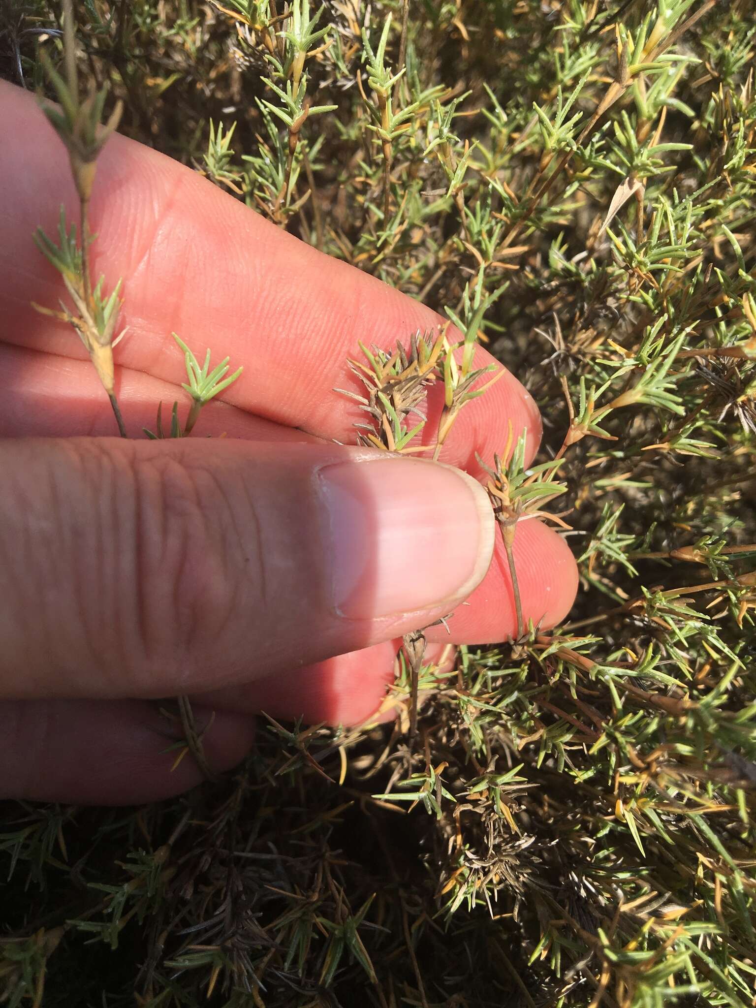 Image of Shore Grass