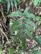 Imagem de Pteris aspericaulis Wall. ex Ag.