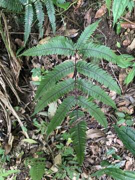 Image of fern